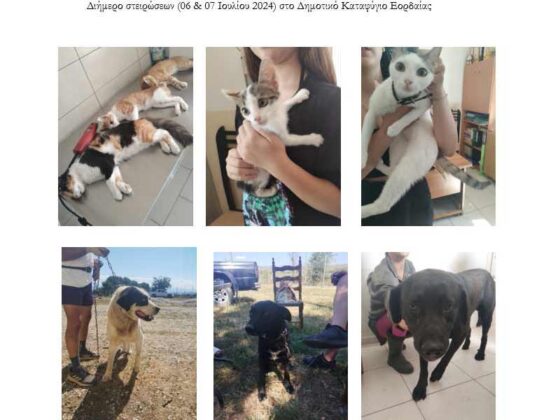 Ο Δήμος Εορδαίας ευχαριστεί θερμά όσους συμμετείχαν εθελοντικά στο διήμερο στειρώσεων για τις δεσποζόμενες γάτες και δεσποζόμενους σκύλους